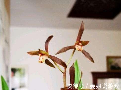 室内最适合养哪种兰花，养护时该注意什么