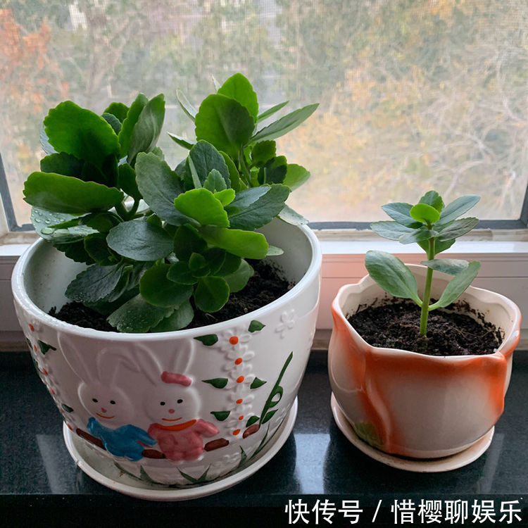 “优良月季”土星王阳台,丰腴婀娜,美丽怡人,开花很容易爆盆