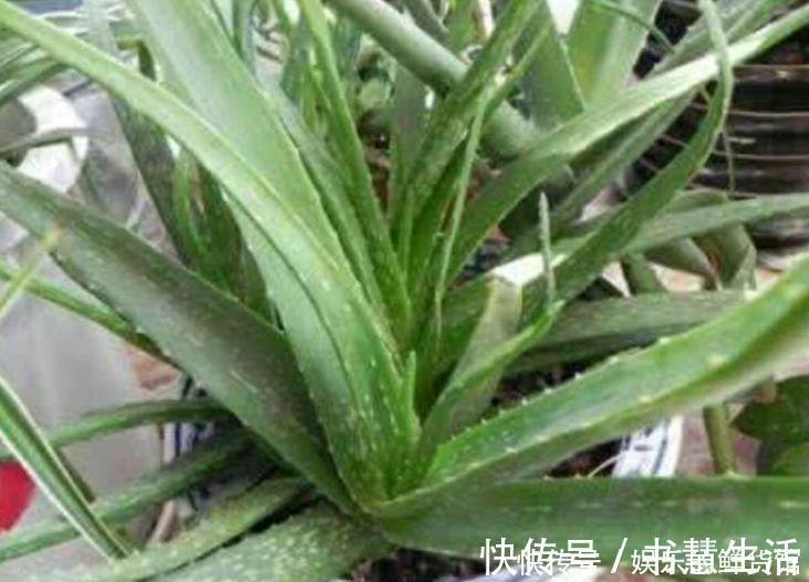 珍珠芦荟|4种花寓意好,家里养一盆,增福又纳财,养100盆也不嫌多!