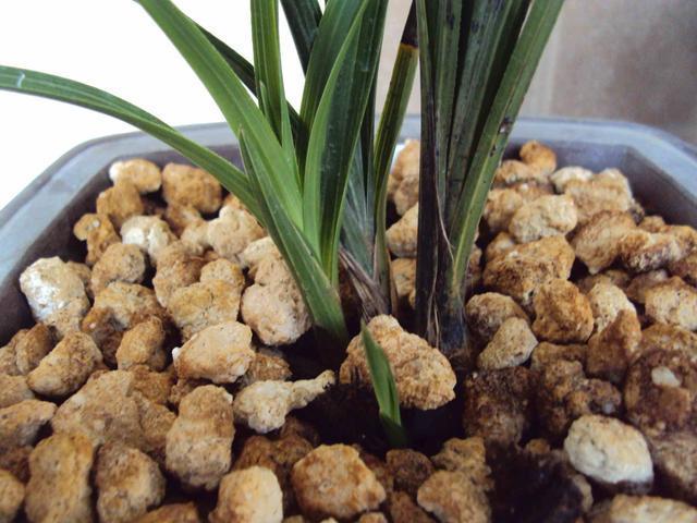 不换盆、不换土“搞定”花土板结，撒点粉喷点水，轻松解决难题