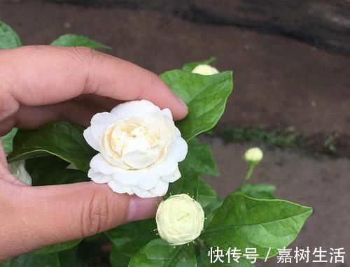 满屋|茉莉花有4喜,了解掌握,开出层叠群花,满屋都是花香