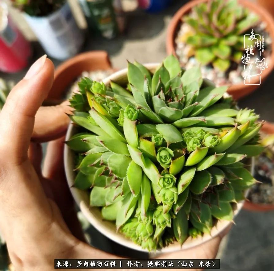 多肉植物|人如多肉，经阳光雨露历练后，亦会越挫越勇！