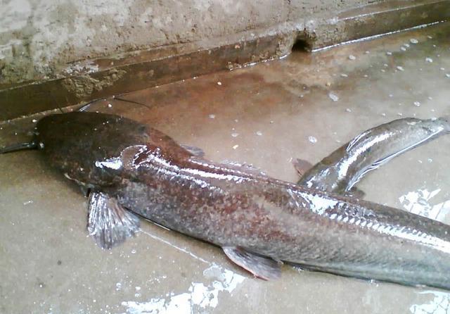 塘鲺|“它”经常被人错认,已泛滥成灾,且不能食用