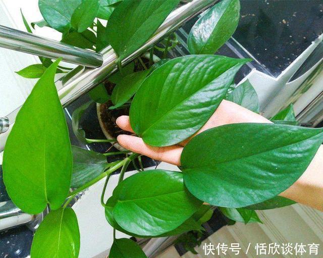 给绿萝“只浇水”永远也养不好！用上3种肥料，叶子油绿、向外冒