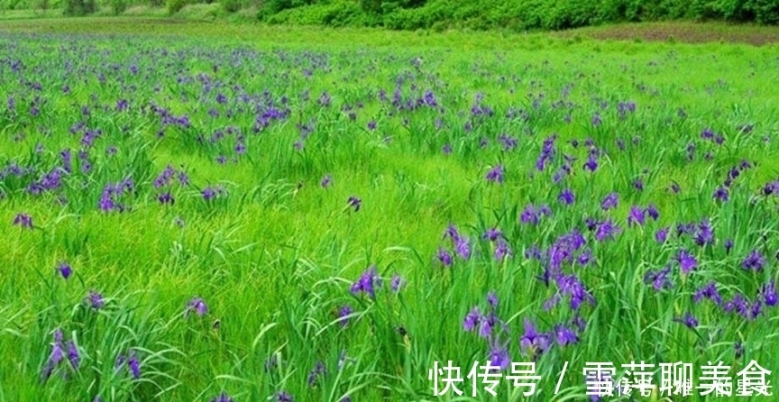 马兰|农村此菜营养丰富,能入药治病,消食除湿、清热解毒,遇到要珍惜