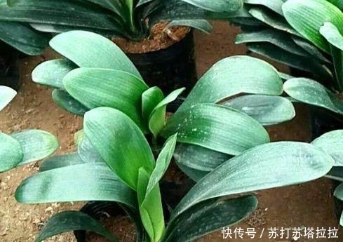 君子兰最爱“吃”这3种零食，老婆在盆里埋上一点，花开爆满盆