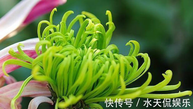 名菊|喜欢菊花,不如养盆“珍贵名菊”绿朝云,似惊鸿起舞,美丽优雅