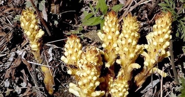 不老草|这种独根草,长满“鱼鳞”人称“不老草”治肾虚有奇效