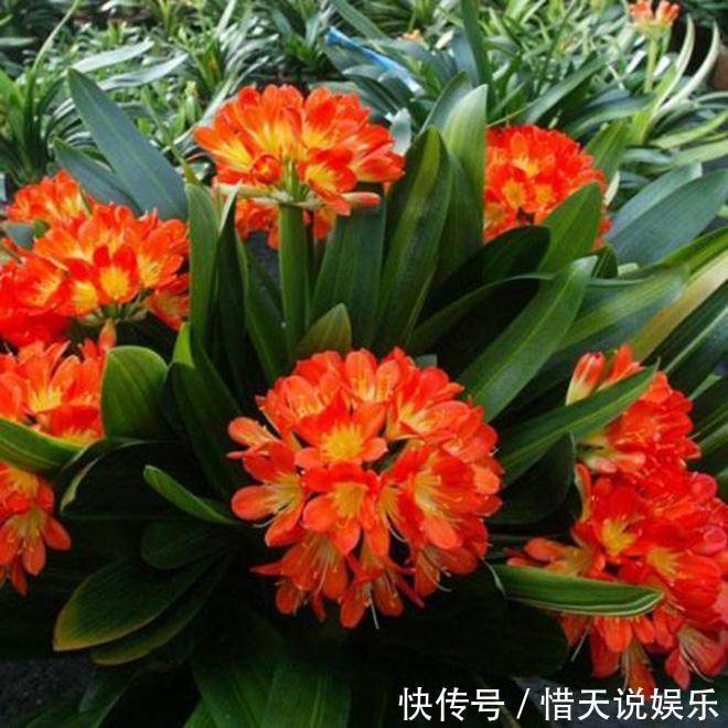 成龄|君子兰不开花,教你这样做,30天花箭嗖嗖窜