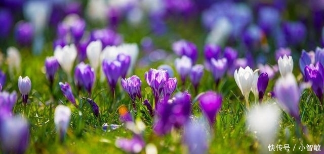  全世界“最贵的”食物！吃一口一个车没了！“王健林”表示有压力