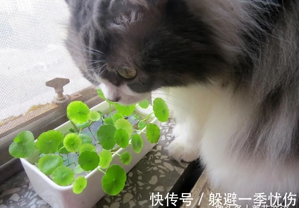 圆润小巧的铜钱草、镜面草和荷叶椒草，三种迷你植物哪种适合你？