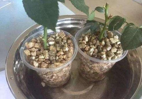 扦插|扦插怎么保证成功率这几个“小玩意”不能少，用了就有效