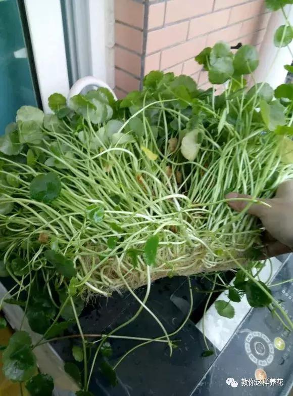 花友们|铜钱草叶子发黄稀疏,1个小技巧,叶子巴掌大,花盆装不下!