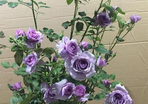  绚丽|这3款月季花色新颖，开花后像“彩虹”一样绚丽，不用打理就爆盆