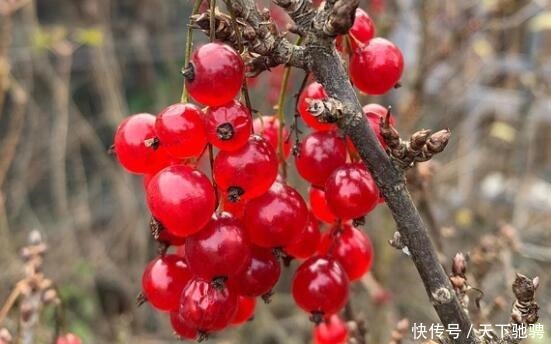 喜欢菊花,不如养盆荷包花,花似荷包,寓意吉祥富贵,亮丽多姿!