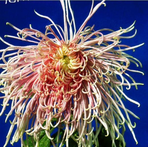 此款木本盆栽花卉，养护简单，周年开花，有水果香味，室内也能养