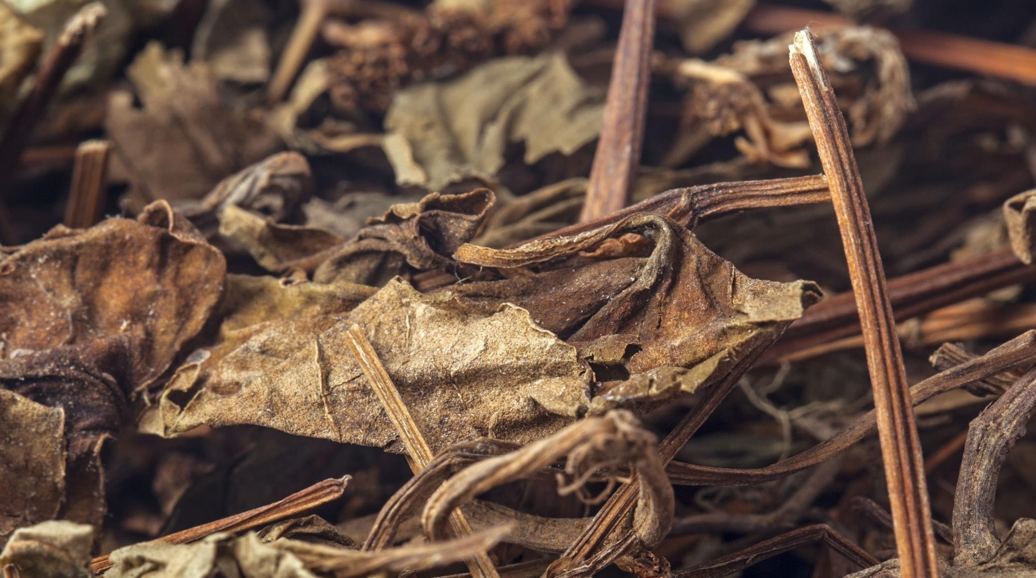 死对头|痛风的“死对头”已找到,坚持泡水喝,降低尿酸,痛风或不告而别