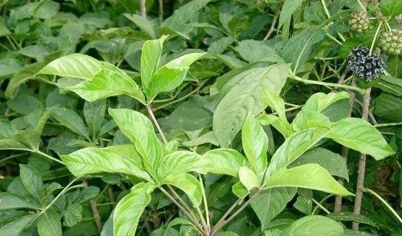 野草|这东西,价值不输人参,昔日千金不换,如今沦为杂草,可惜了