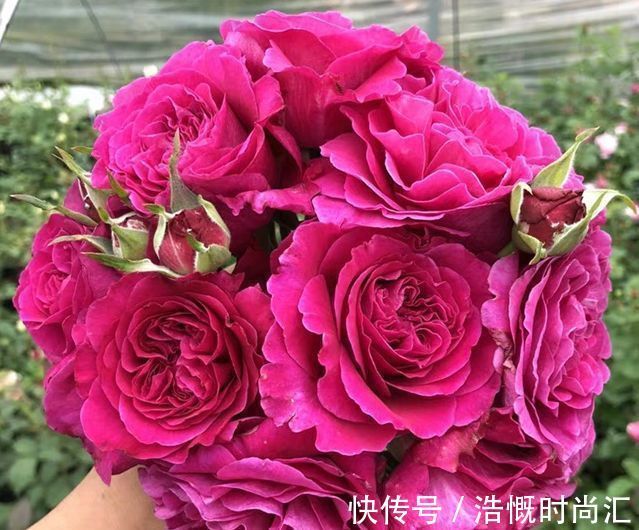 昼温|喜欢玫瑰,就养盆珍稀品种“女人香气”,丰腴婀娜,娇嫩柔和!