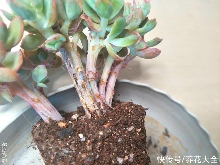 仙人球|9种花最怕下雨天，一淋雨就死，太心疼了