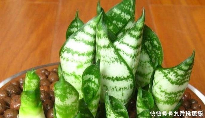 营养物质|厨房这些东西用来养虎皮兰,很快长出侧芽一盆变几盆,省钱又方便