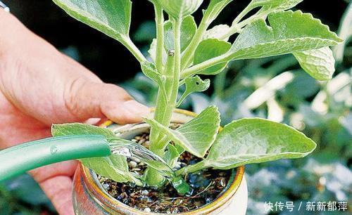 这5种花不能缺水，太阳一晒更要补水，开花勤快叶子翠绿