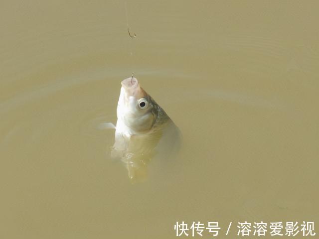 饵料|除了麦粒和蚯蚓，这几种饵料，用来野钓鲫鱼，中钩都是大鲫鱼