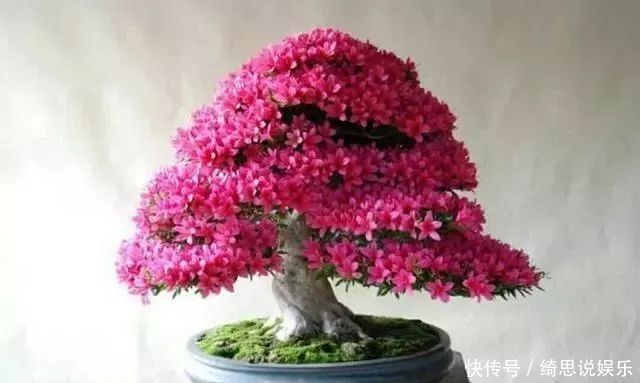 枝不干叶|夏季七月养杜鹃花,掌握好4个技巧,枝不干叶不枯,开花爆盆