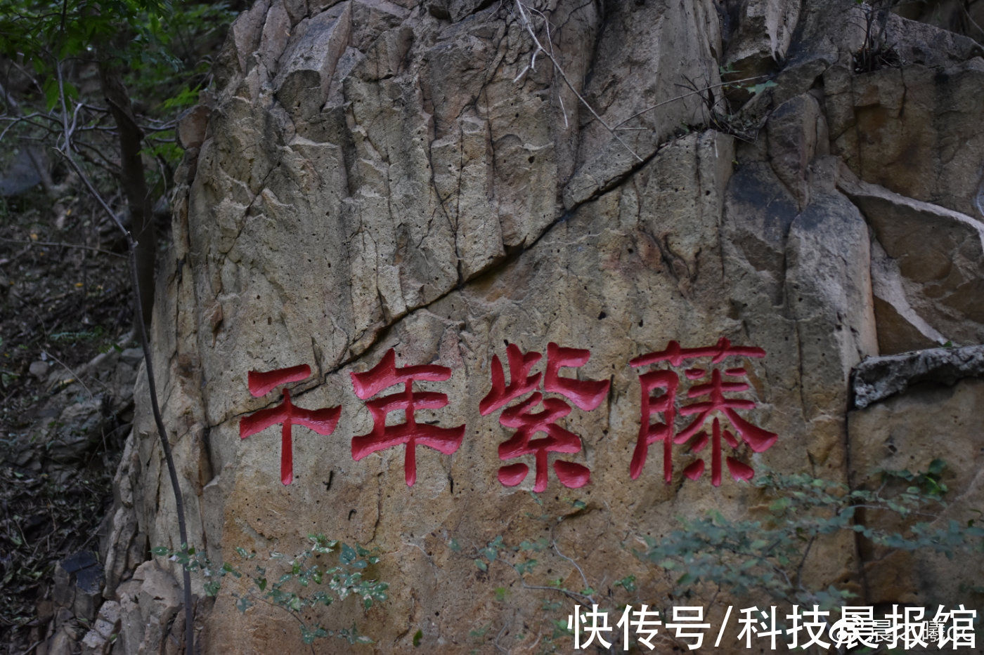 南山大佛|旅游去龙口：去南山旅游景区看一看千年古藤