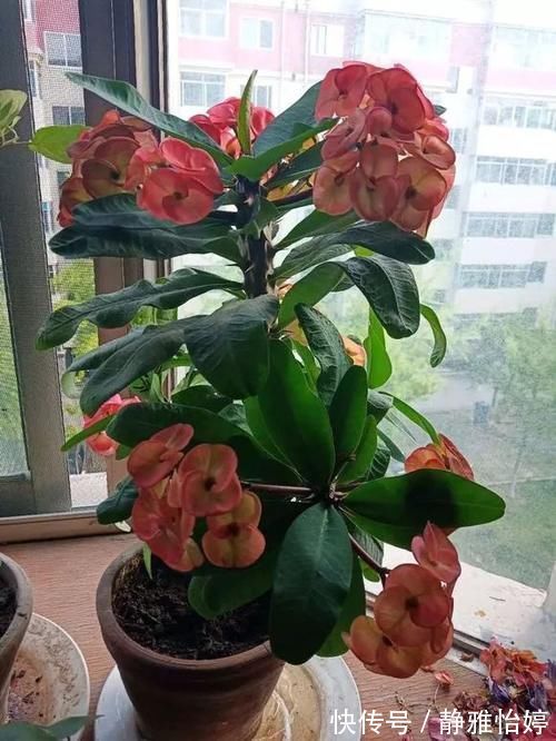 三角梅|6种花就怕浇水多，水一多就不开花，少浇水反而开得旺！