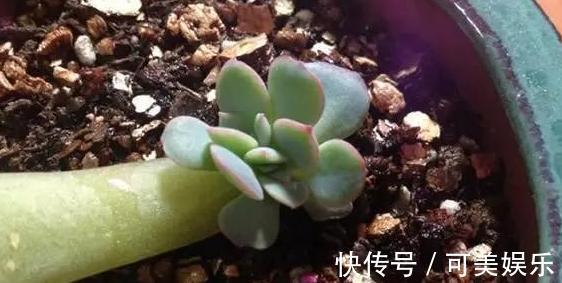 什么状态的多肉需要趁早换盆碰上4种情况，早动手早受益
