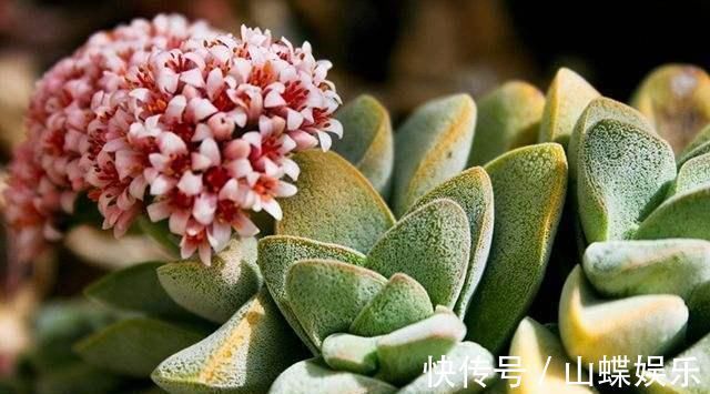 断肠花|家里有小孩不要养这种花，全身都有毒，别怪我没提醒你