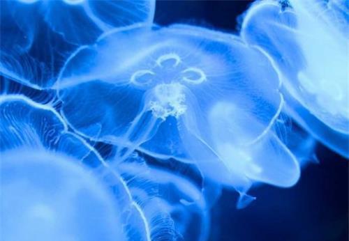 太空 美国将2487只水母送入太空,繁殖到6万只后,科学家发现不太对劲