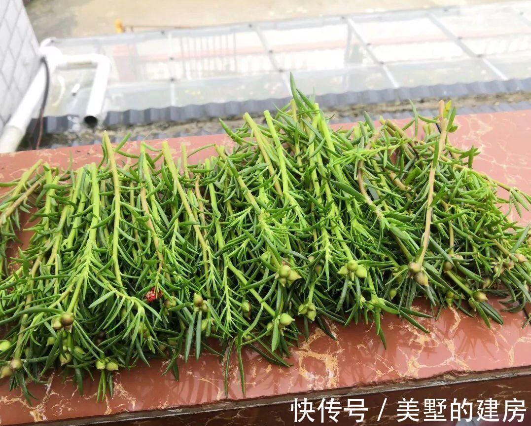 太阳花|6种“漂亮花”,七月快扦插,38度下,越热越生根,繁殖几十盆