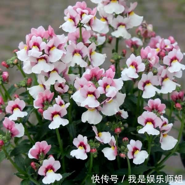 阳台新宠龙面花，花量超大颜色多，四季都开不停！