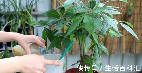 养发|夏天养发财树,大水大肥“大剪刀”,新芽冒的欢,半年大一圈