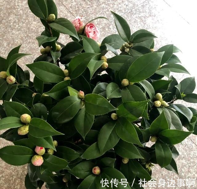 三四月是茶花的盛花季，别偷懒勤快些，枝繁叶茂，开花一茬茬！