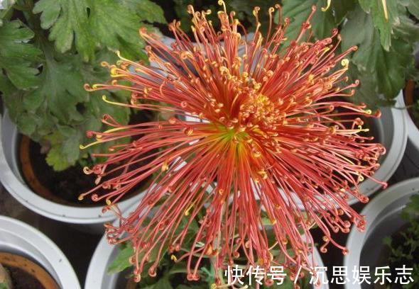 扦插|扦插“菊花”很简单,一点水泡一泡,10天大生根,飒飒秋风开满院
