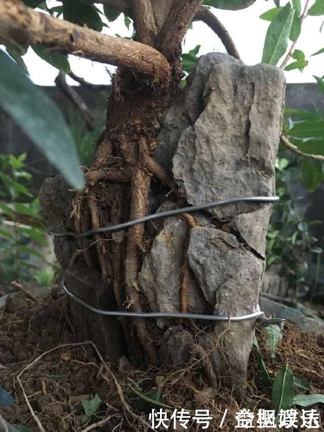 根系|石榴盆景提根改造,图说石榴附石盆景的改造过程