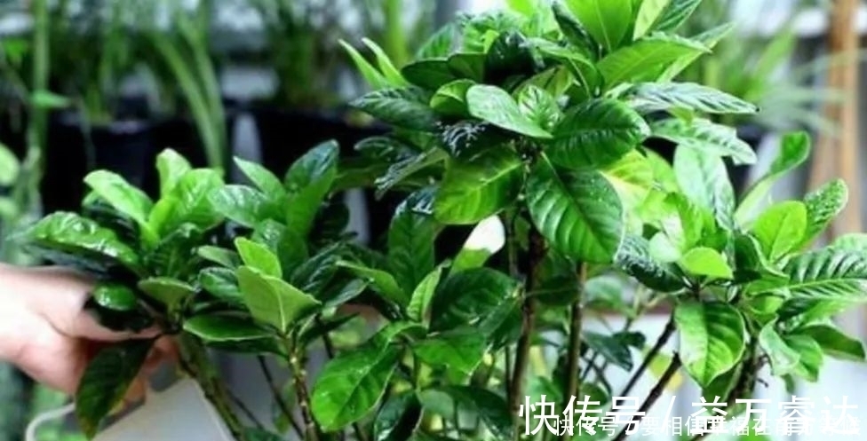 叶面|硫酸亚铁养花,不要乱用,做好2个细节,长得旺盛叶子浓绿