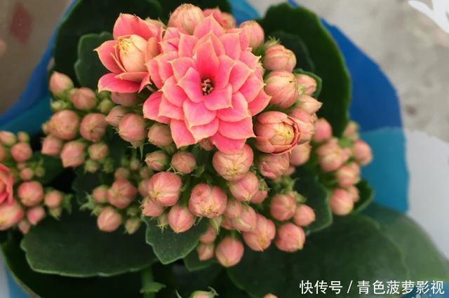 花苞|11、12月,长寿花蟹爪兰容易饿,7天喂1次,花苞挤着长