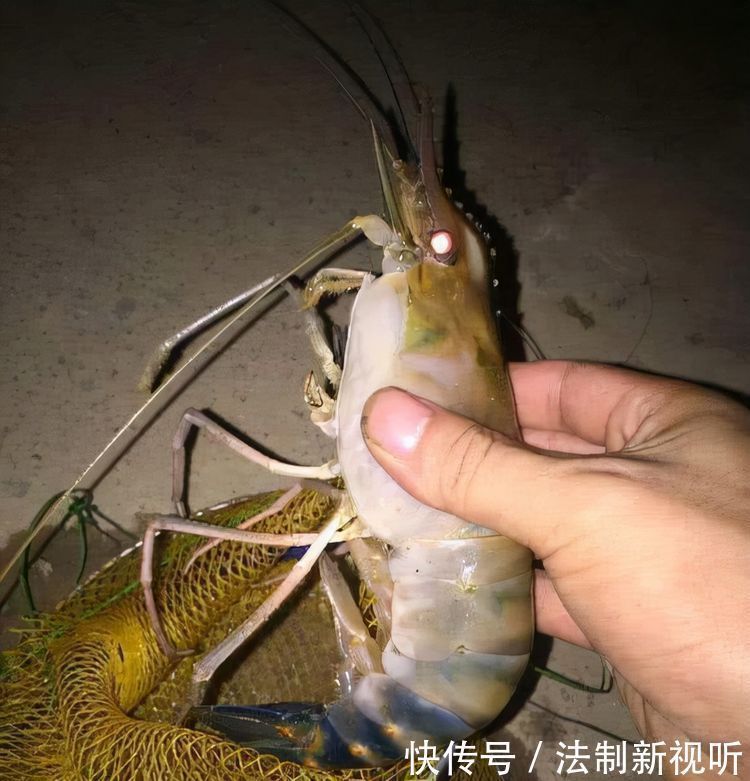 珠江|大虾入侵珠江,有人钓起一只发现满腹虾卵,这是要开始繁殖?