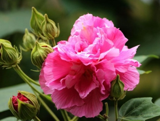 这款小花,在家养一盆,四季开花不断,越看越美,花朵烂漫迷人眼