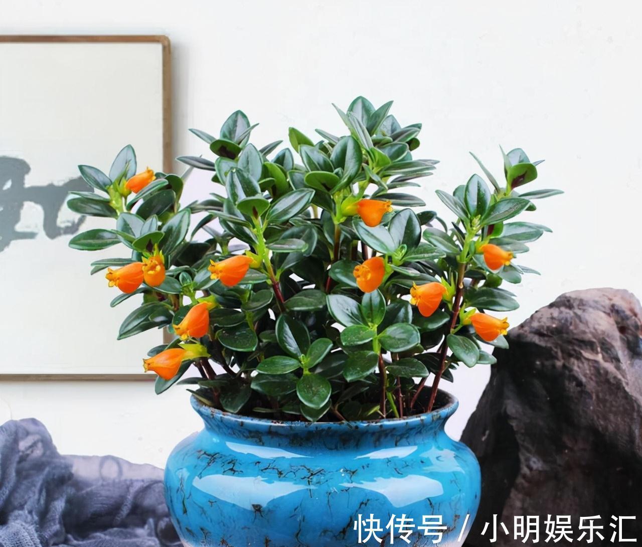 5种“金字花”,富贵招财有“好兆头”,当成年宵花,吉利又旺家