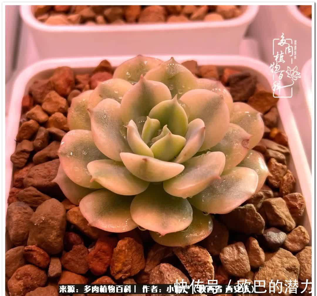 从景天到水泡和肉锥,那些年阳台种植多肉的历程!