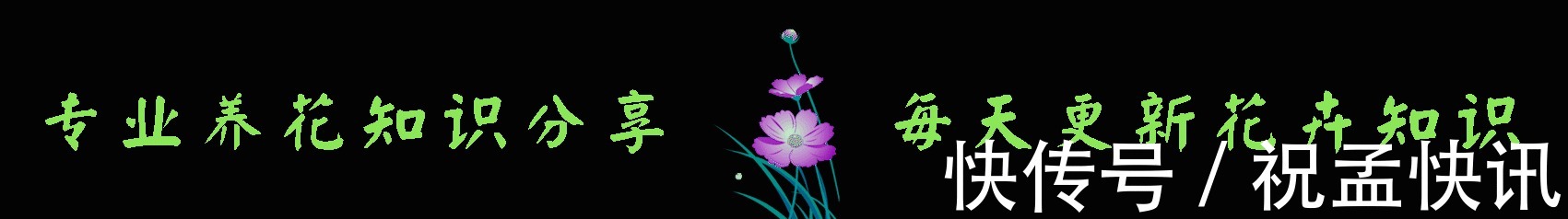 喜欢观叶植物，一定养这2种植物，叶子常绿有光泽，长得比盘还大