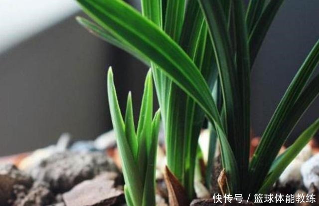 九月养兰,多做三个“小动作”,猛蹿新叶冒花苞,清香宜人小半年!