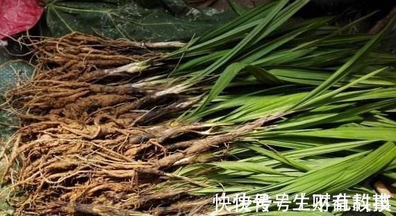 野草|十人九腰疼,多用此野草泡水喝,肾好腰不疼,湿气一扫光