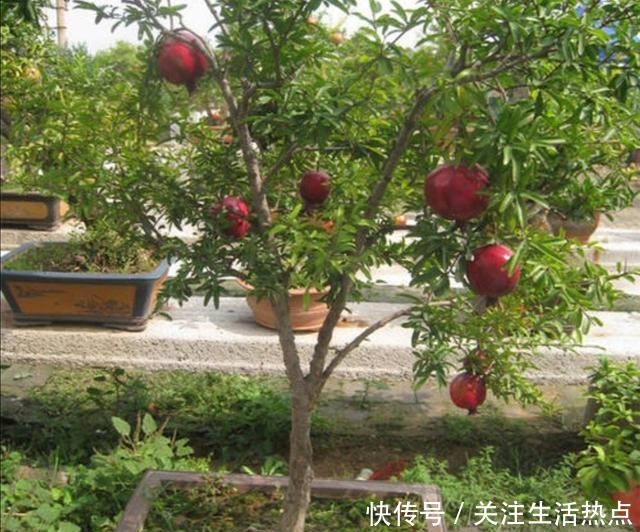 家中院子里,秋天栽3种果树,成活率高,来年早结果!