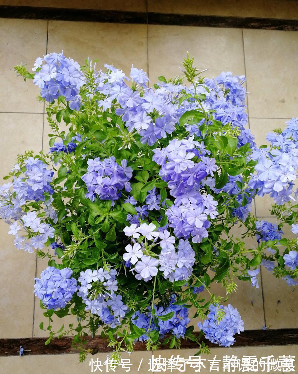 石竹花|7种“省心花”，耐阴、耐旱，不招虫、生病少，还特爱开花